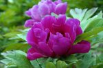 Bujor Itoh Purple Sensation