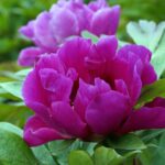 Bujor Itoh Purple Sensation