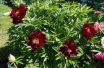 Bujor Itoh Simply Red