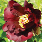 Bujor Itoh Simply Red  -C5