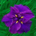 Iris Ensata Dinner Plate™ Blueberry Pie