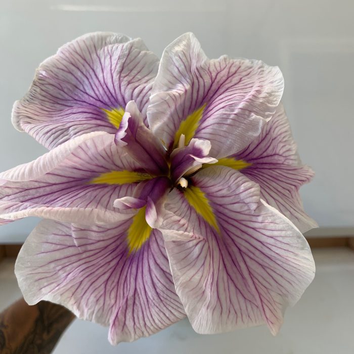 Iris Ensata Dinner Plate™ Cupcake - imagine 2
