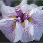 Iris Ensata Dinner Plate™ Cupcake