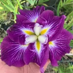 Iris Ensata Dinner Plate™ Jell-O