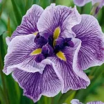 Iris Ensata Dinner Plate™ Sundae