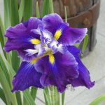 Iris Ensata Frosted Intrique - imagine 4