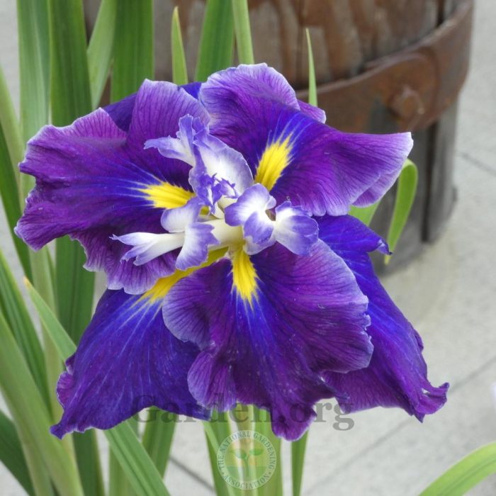Iris Ensata Frosted Intrique - imagine 4