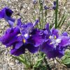 Iris Ensata Frosted Intrique
