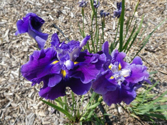 Iris Ensata Frosted Intrique