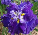 Iris Ensata Frosted Intrique