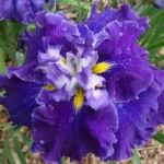 Iris Ensata Frosted Intrique