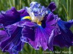 Iris Ensata Frosted Intrique - imagine 2