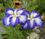 Iris Ensata Gusto - imagine 3