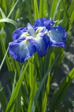 Iris Ensata Gusto - imagine 2