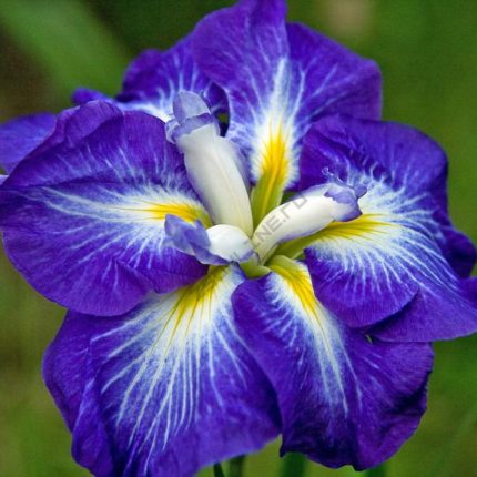Iris Ensata Gusto