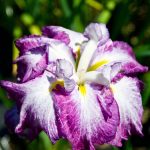 Iris Ensata Harlequinesque