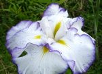 Iris Ensata Light at Dawn - imagine 4