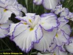 Iris Ensata Light at Dawn - imagine 2