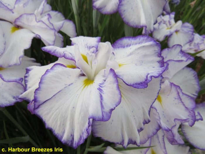 Iris Ensata Light at Dawn - imagine 2
