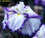 Iris Ensata Light at Dawn