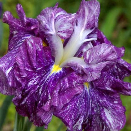 Iris Ensata Persephone