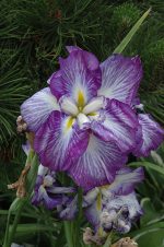 Iris Ensata Persephone - imagine 3