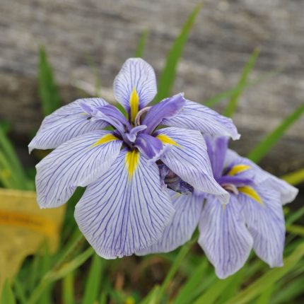 Iris Ensata Royal Peagant