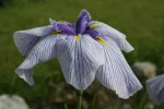 Iris Ensata Royal Peagant - imagine 2