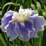 Iris Ensata Sugar Dome