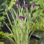 Iris Ensata Variegata
