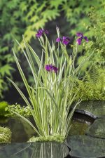 Iris Ensata Variegata
