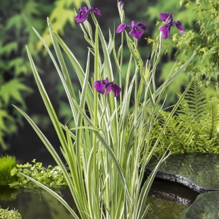 Iris Ensata Variegata