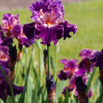 Iris Fancy Woman