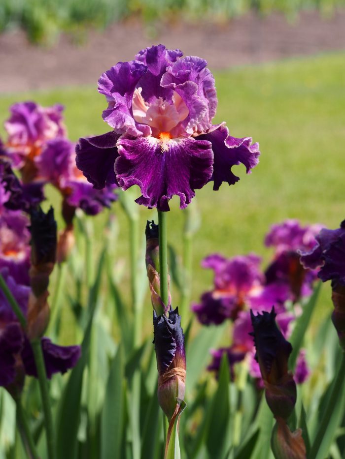 Iris Fancy Woman