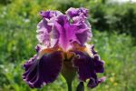 Iris Fancy Woman