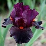 Iris Garnet Slippers