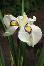 Iris Pseudata Cat's Eye(iris de balta) - imagine 3