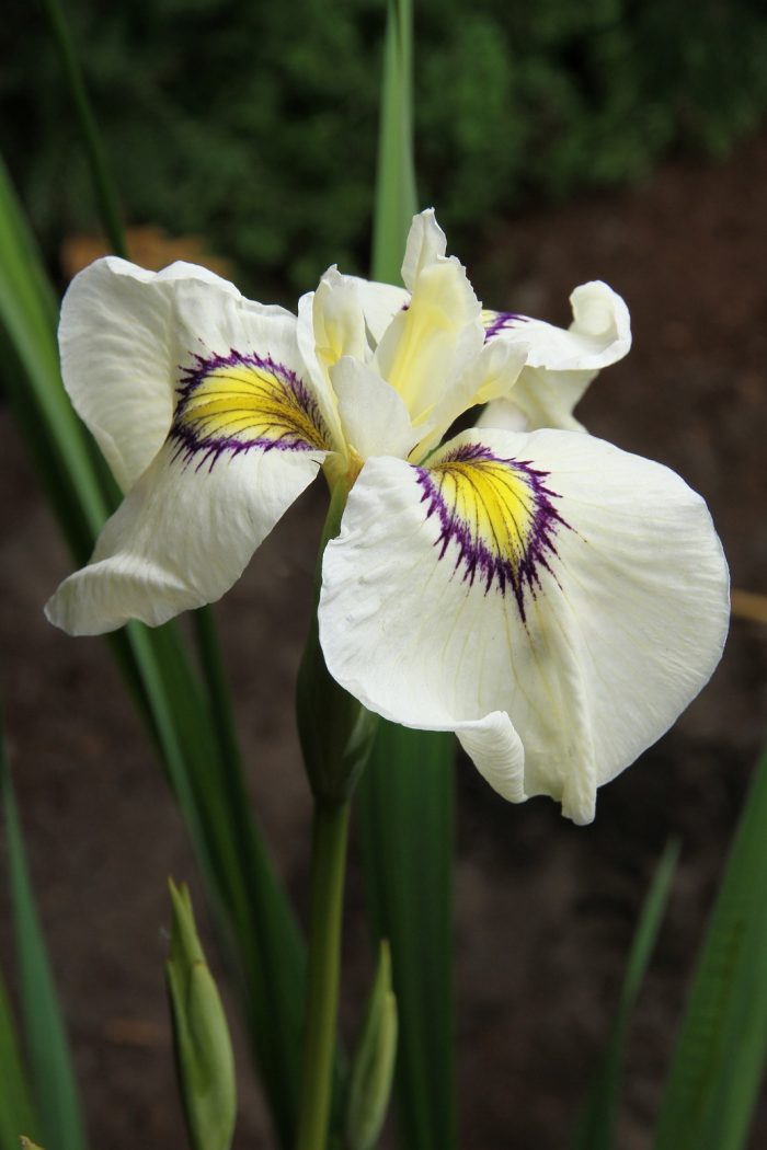 Iris Pseudata Cat's Eye(iris de balta) - imagine 3