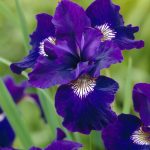 Iris Sibirica Shirley Pope - imagine 3