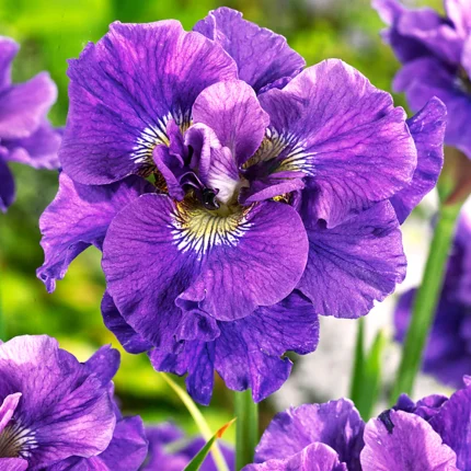 Iris Sibirica Concord Crush