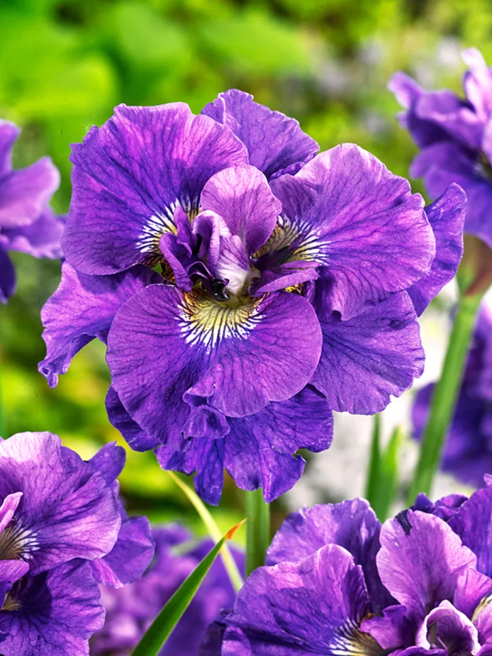 Iris Sibirica Concord Crush