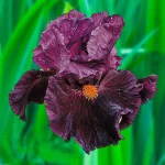 Iris Jump Start