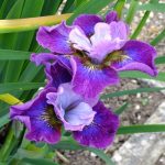 Sibirica A Thousand Kisses