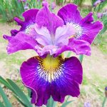 Sibirica A Thousand Kisses