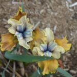 Iris Sibirica Colonel Mustard