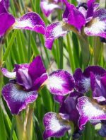 Iris Sibirica Currier
