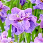 Iris Sibirica Having Fun