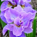 Iris Sibirica Having Fun