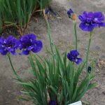 Iris Sibirica Kaboom - imagine 2
