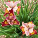 Iris Sibirica Paprikash - imagine 2